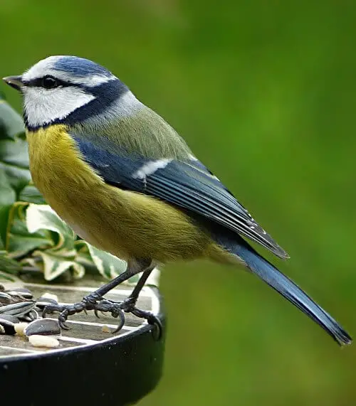 Blaumeise von der Seite