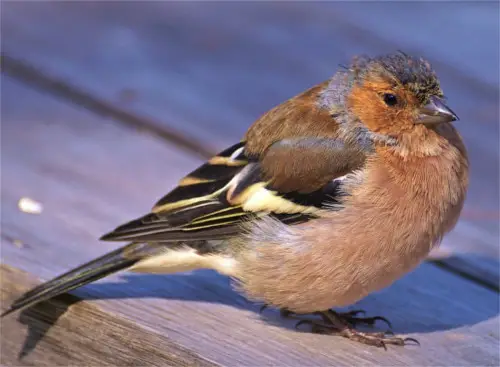 Buchfink im Morgengrauen