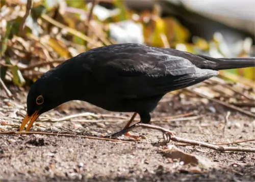 Amsel auf Futtersuche am Boden