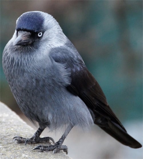 Dohle von Vorne