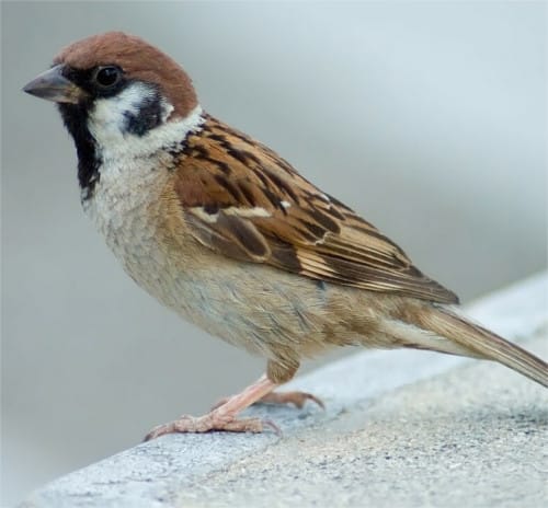 Ein kleiner Feldsperling auf einer Treppe